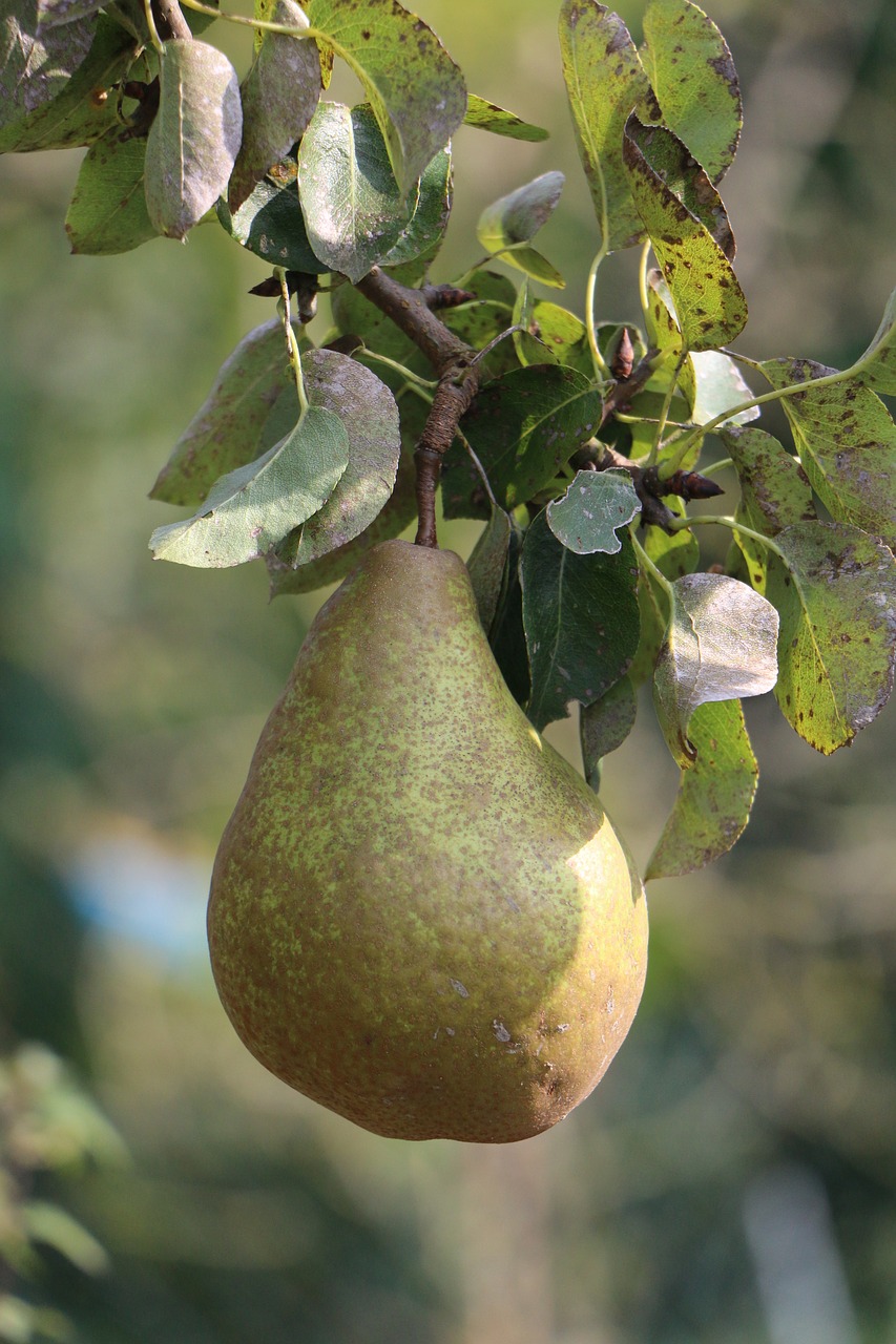 pear fruit ripe free photo