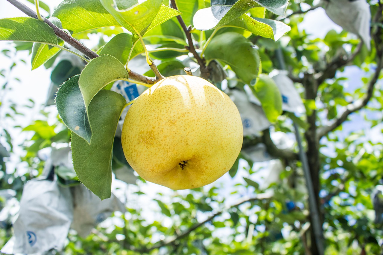 pear fruit summer fruit free photo