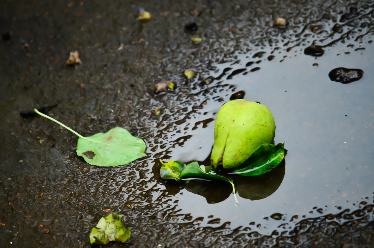 pear puddle water free photo