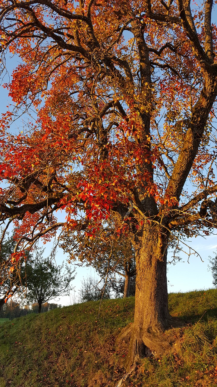 pear tree autumn free photo