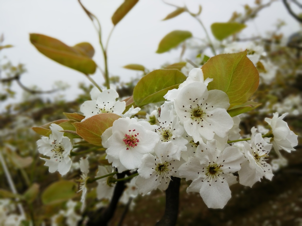 pear hd wallpaper free photo