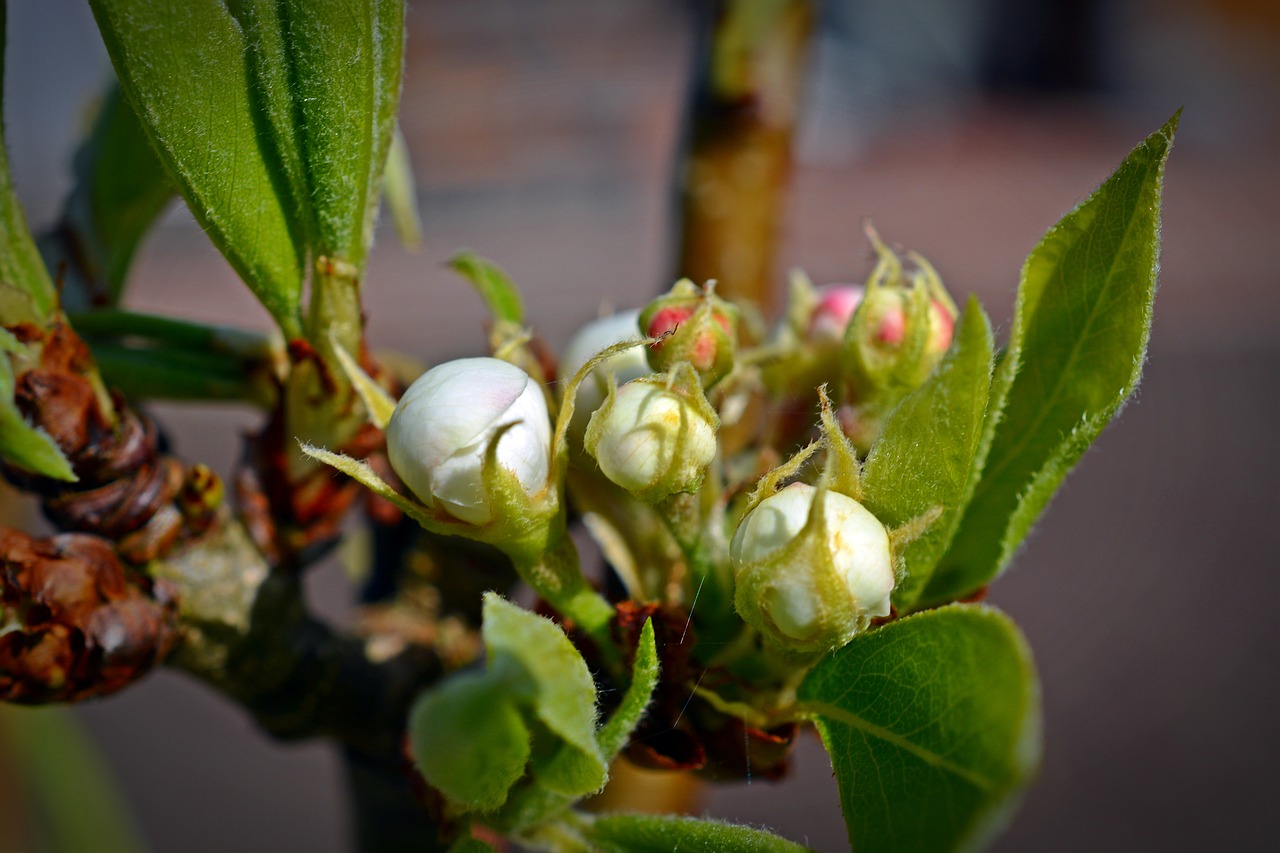 pear  blossom  bloom free photo