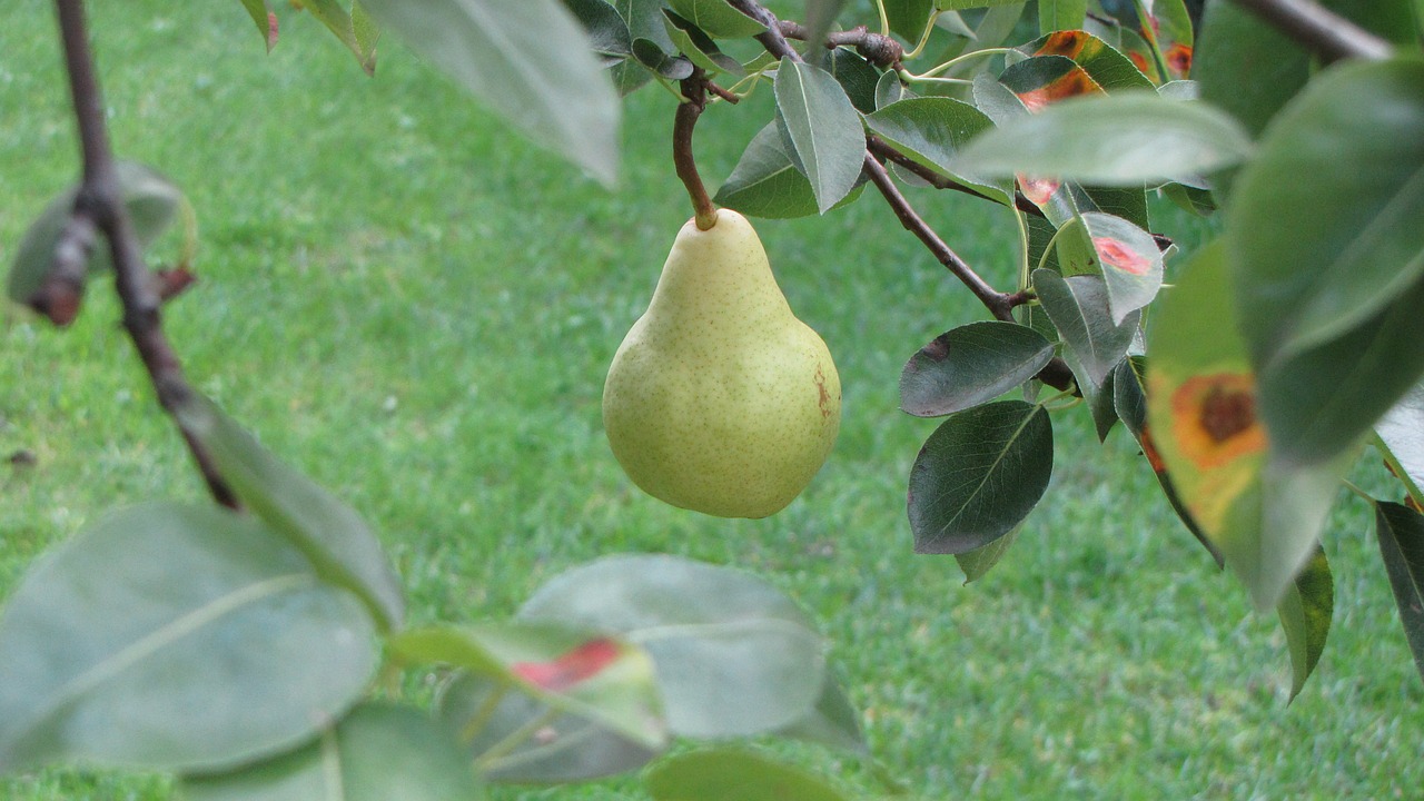 pear tree nature free photo