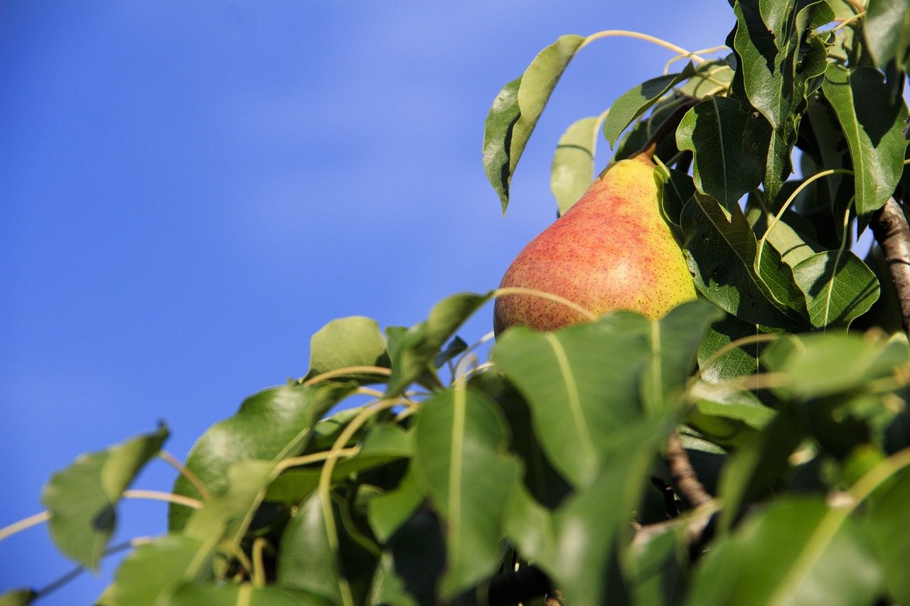 pear  fruit  nutrition free photo