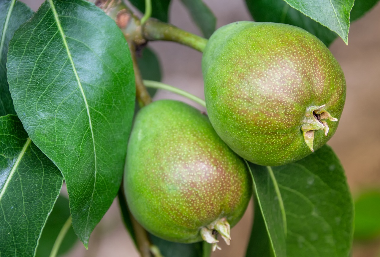 pear  fruit  fruit tree free photo