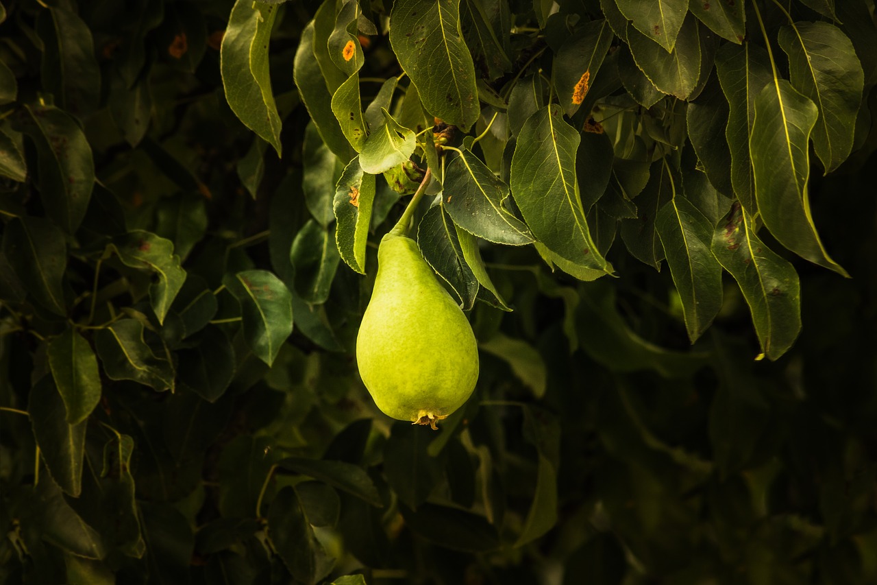 pear  tree  green free photo
