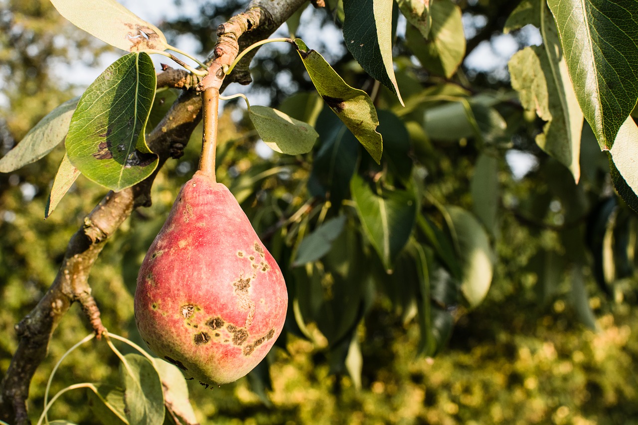 pear  tree  nature free photo