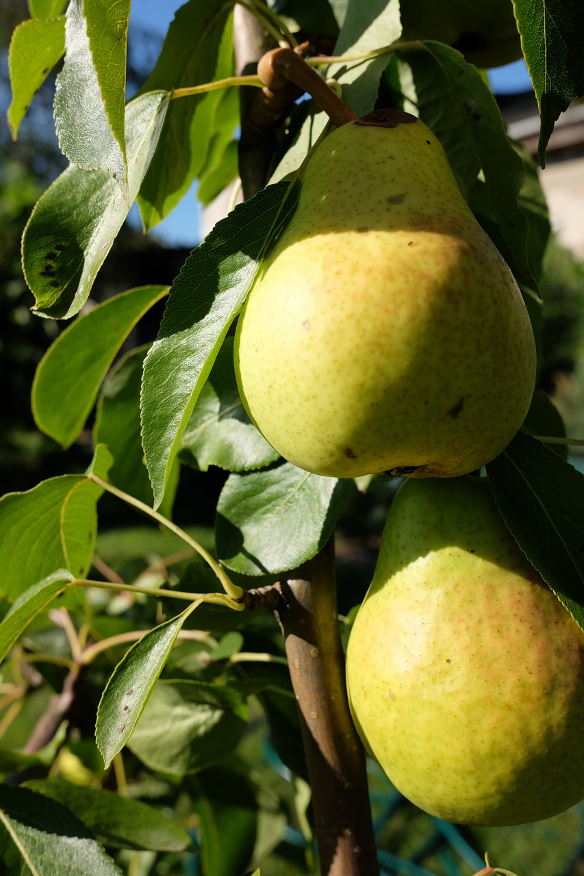 pear  fruit  mature free photo