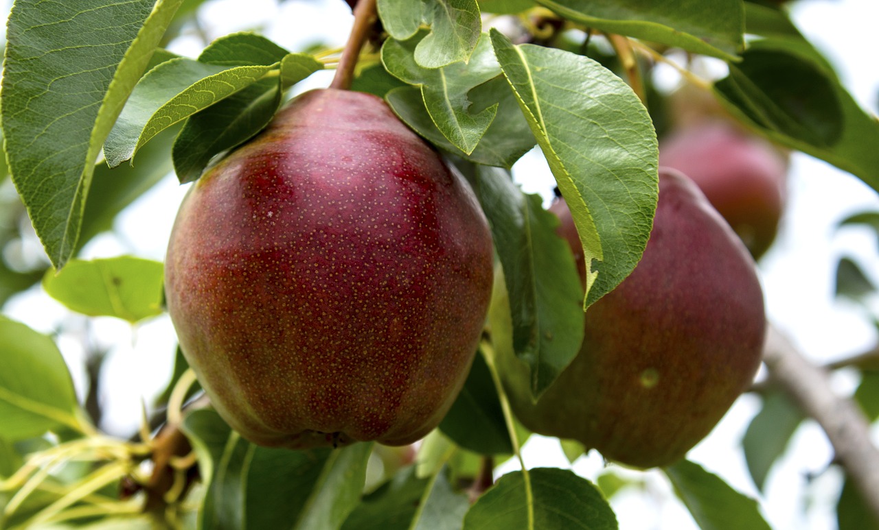 pear  fruit  wood free photo