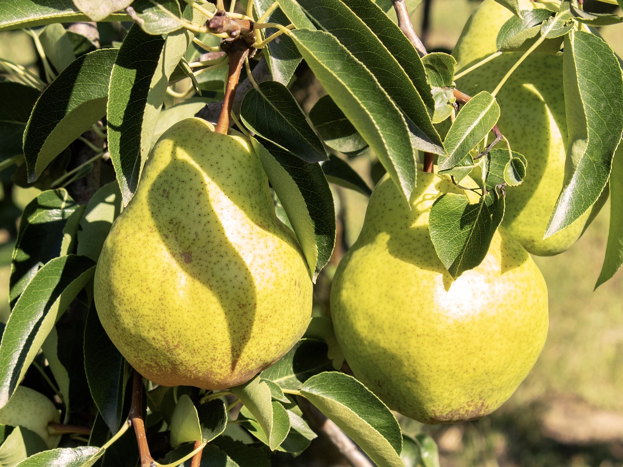 pear  fruit  edible fruit free photo