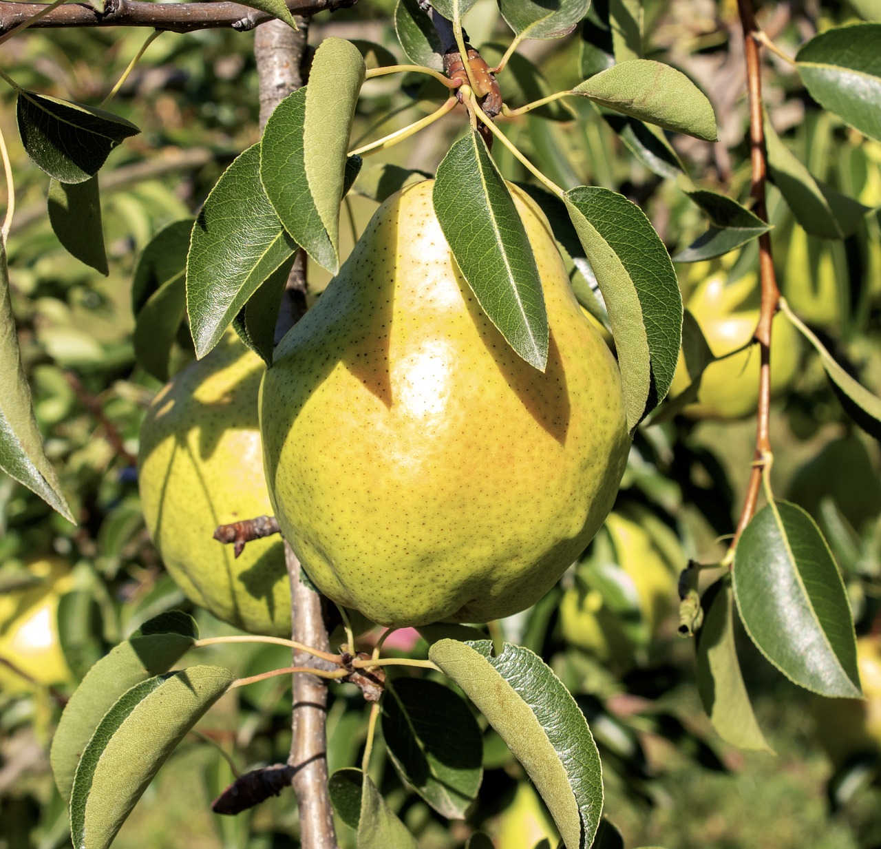 pear  fruit  wood free photo