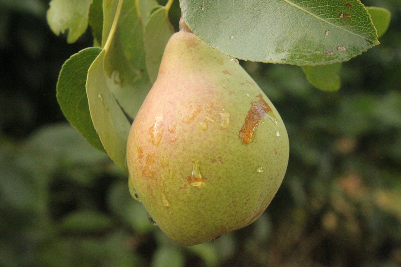 pear  rain  green free photo