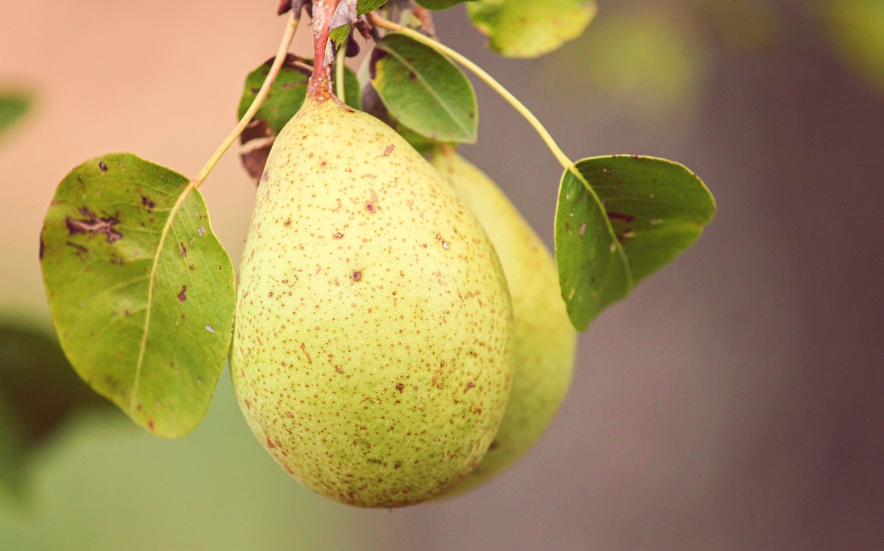 pear  fruit  pyrus free photo
