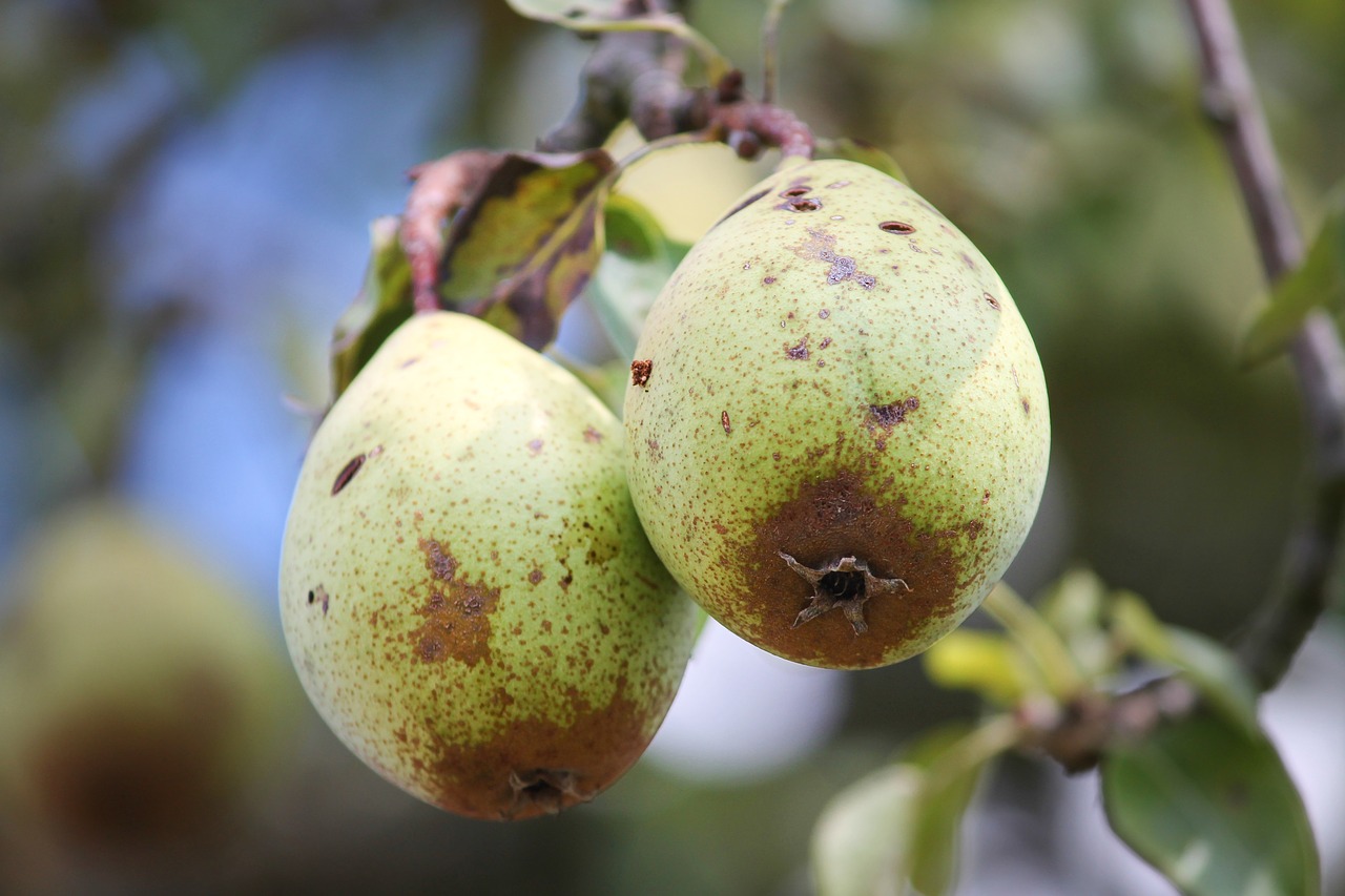 pear  fruit  pyrus free photo