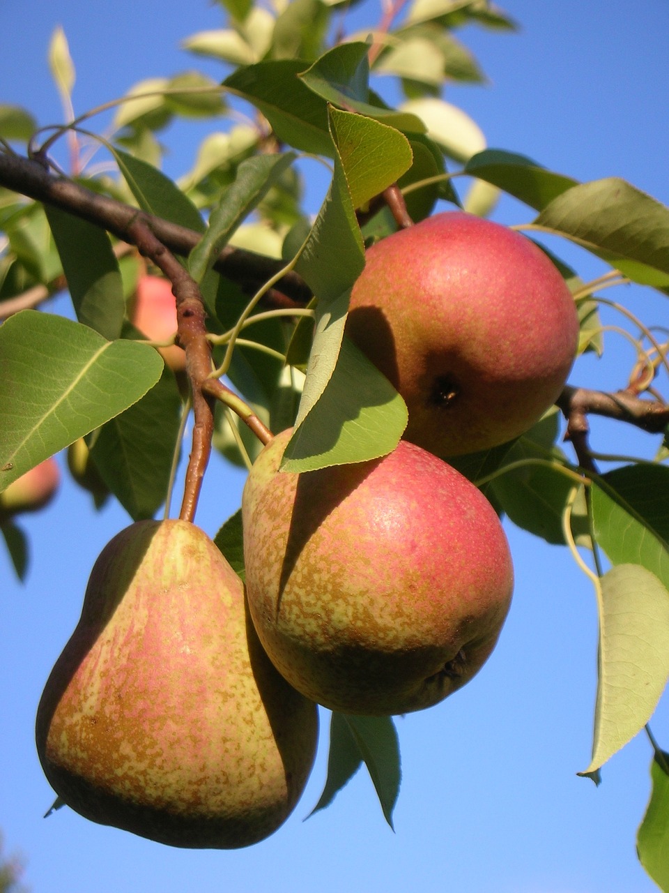 pear  harvest  mature free photo