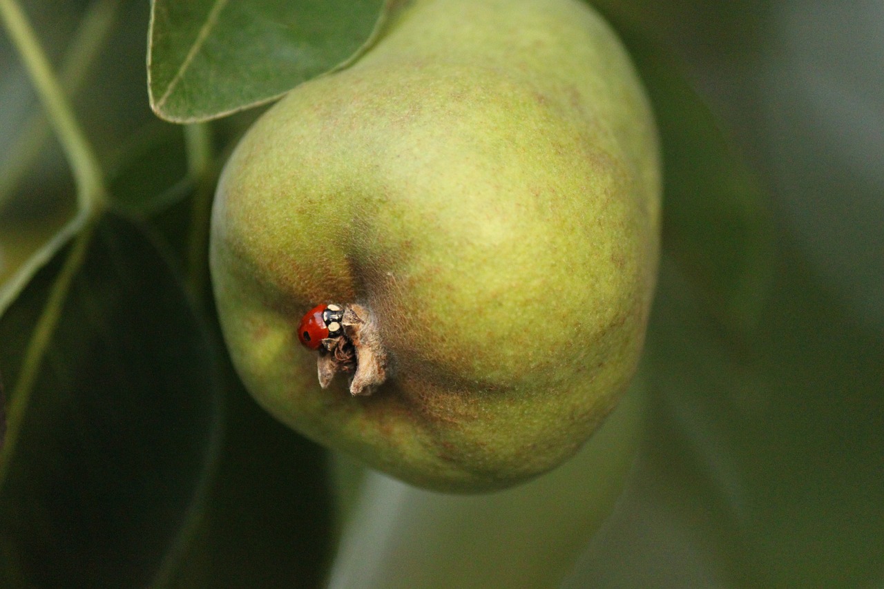 pear  lady bug  bugs free photo