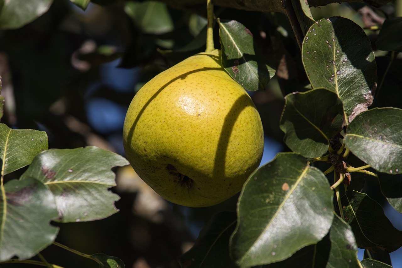 pear  fruit  autumn free photo