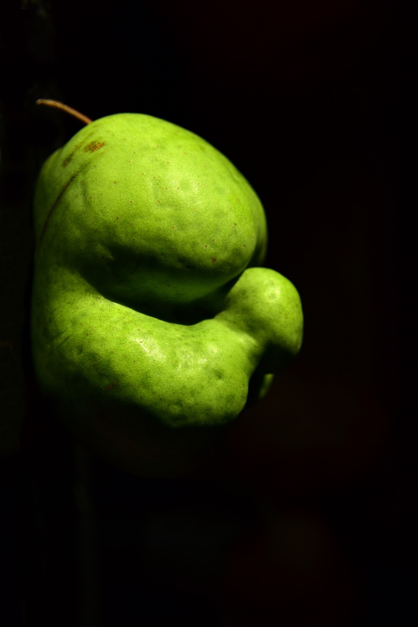 pear  fruit  crippled free photo
