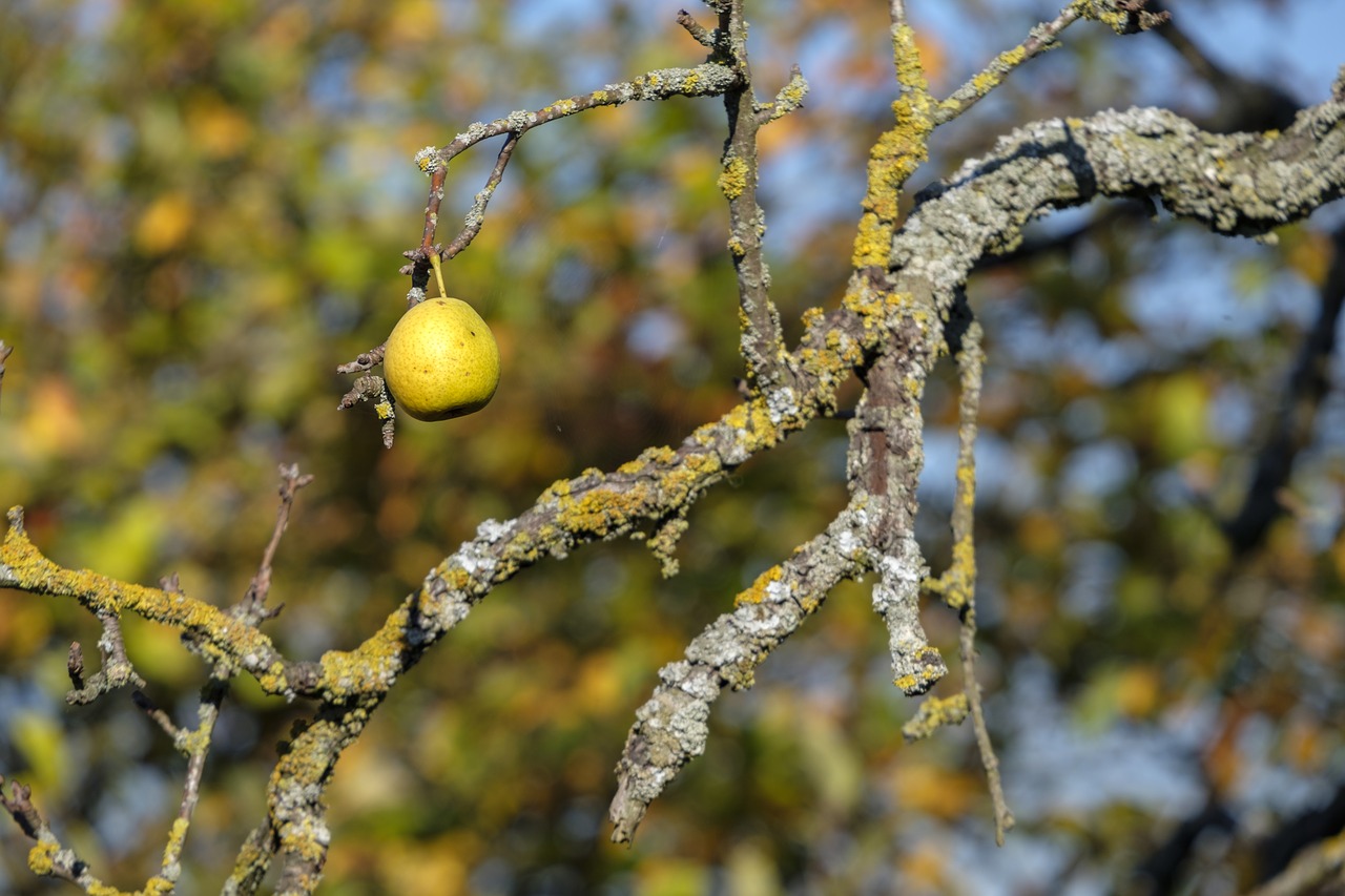 pear  fruit  autumn free photo