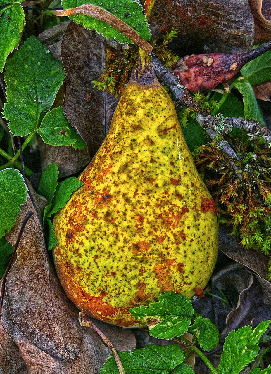 pear  windfall  fruit free photo