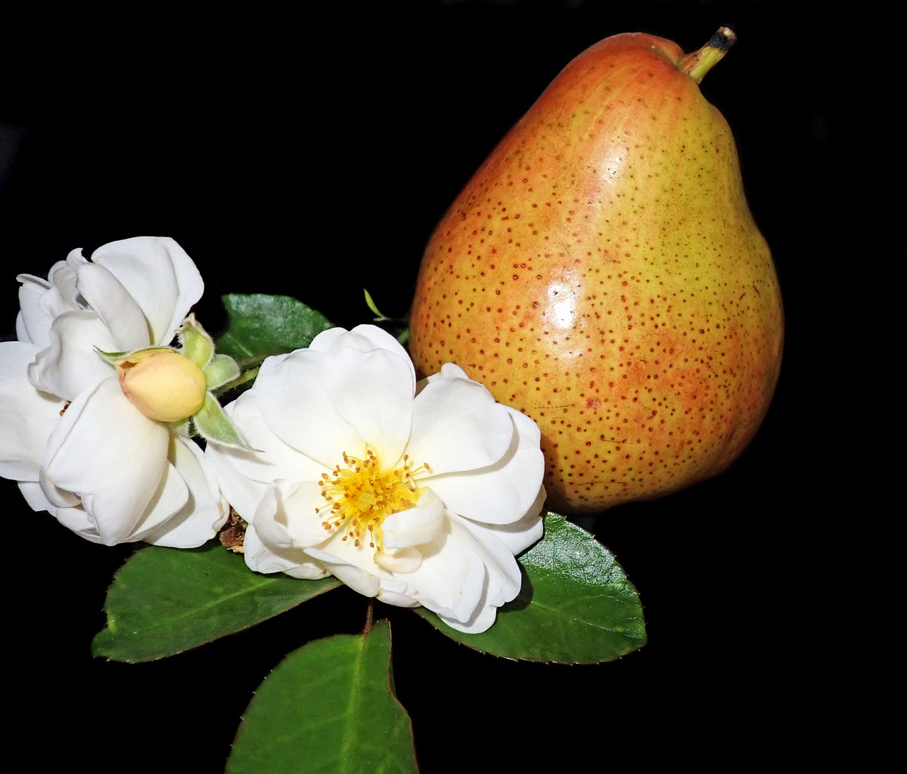 pear  fruit  rose free photo