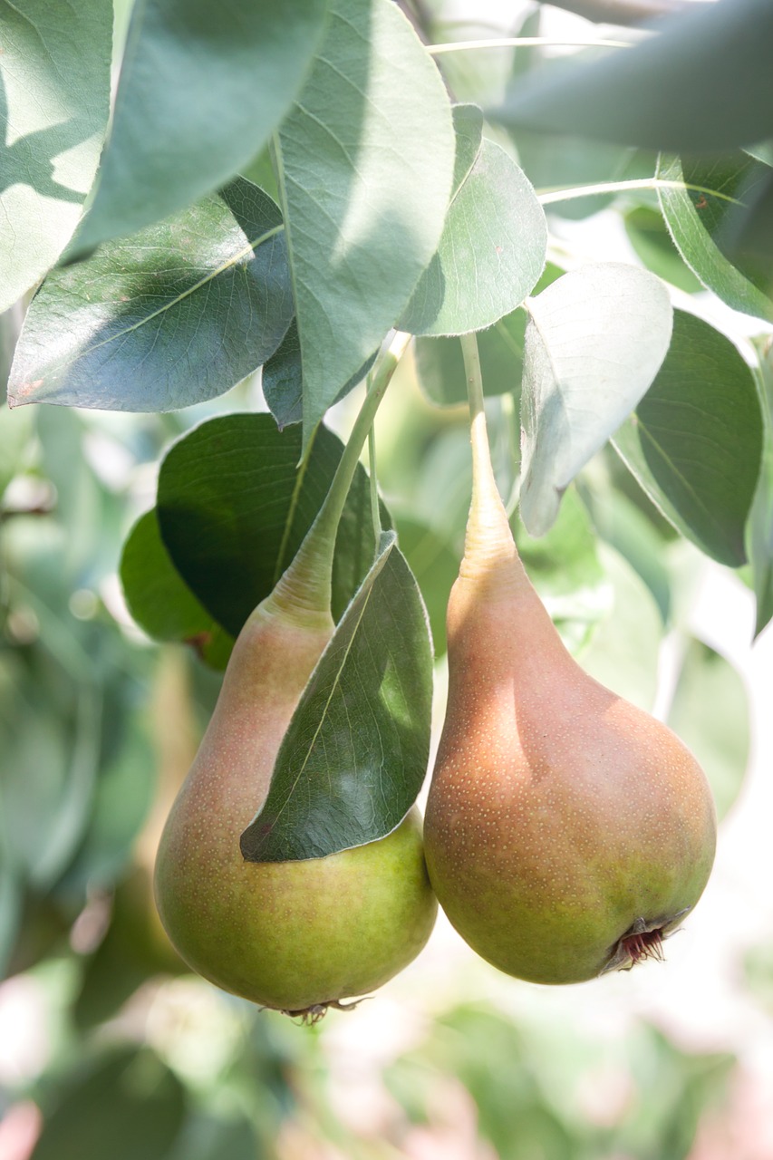 pear  garden  fruit free photo