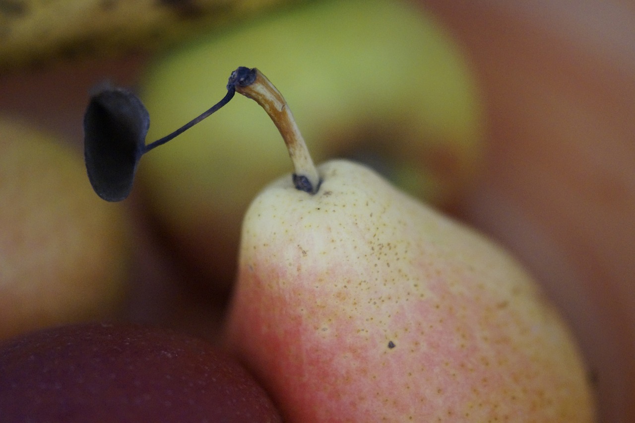 pear style still life free photo