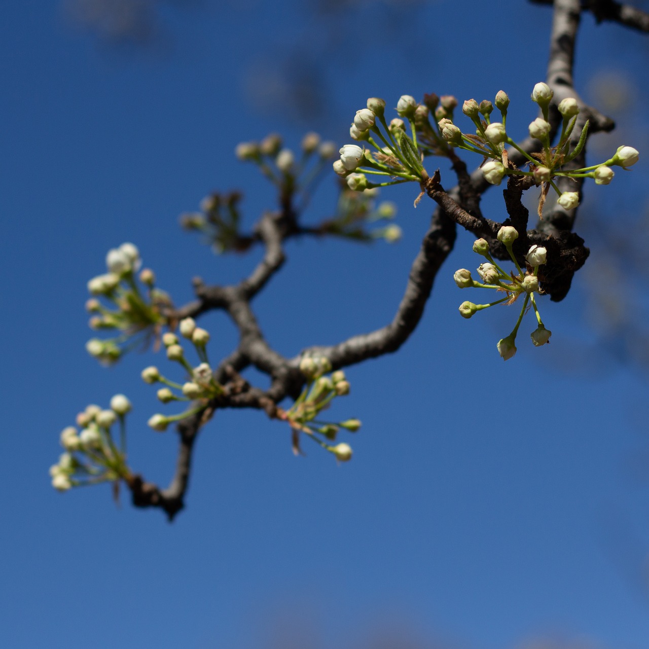 pear  pear tree  flowering free photo