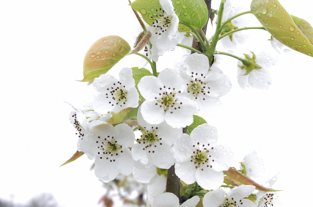 pear  flower  spring free photo