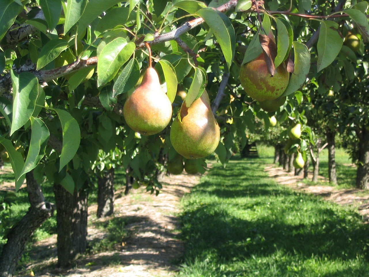 pear tree orchard free photo