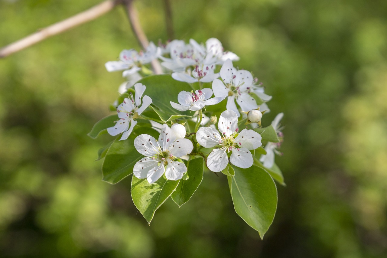 pear  spring  may free photo