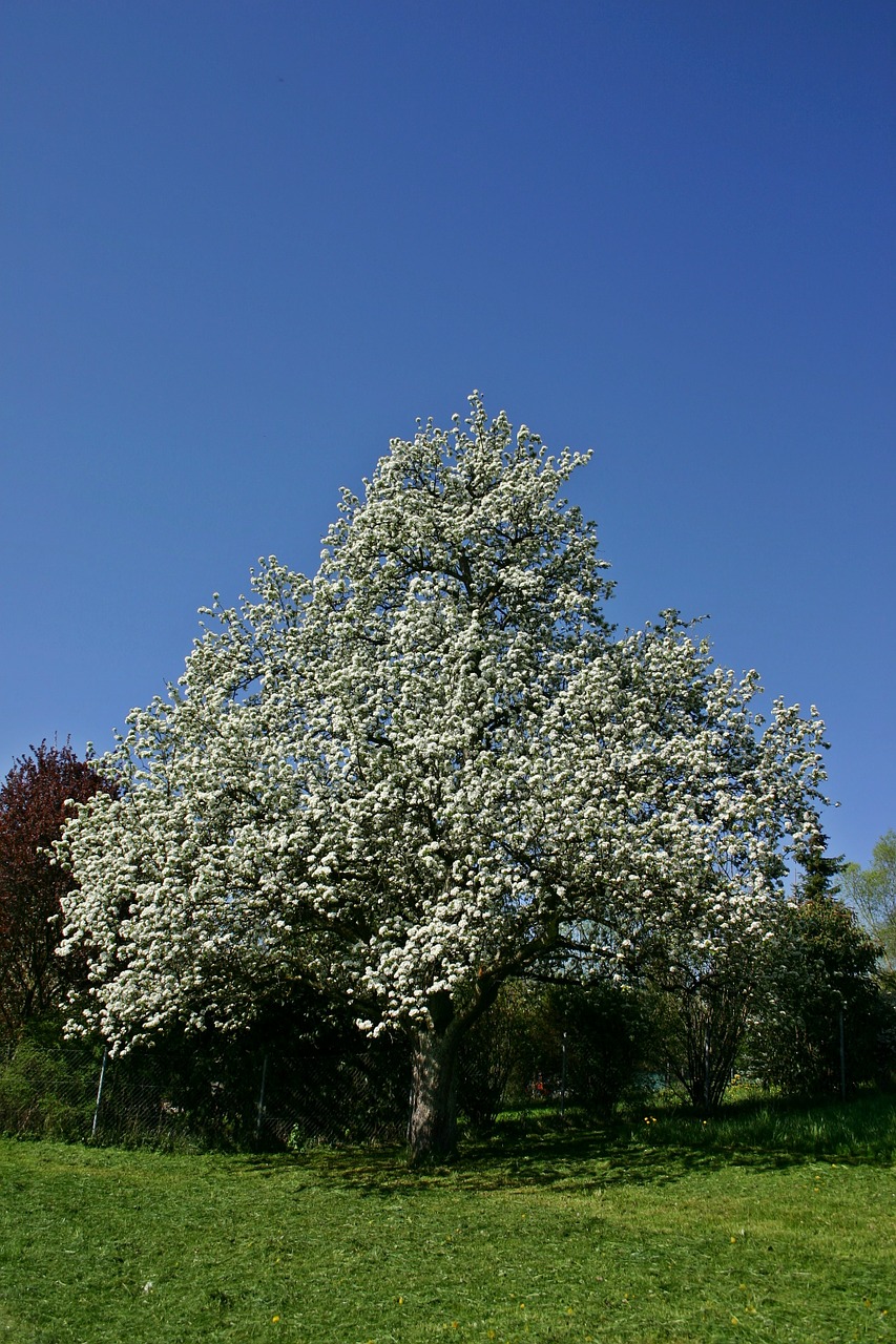 pear tree plant free photo