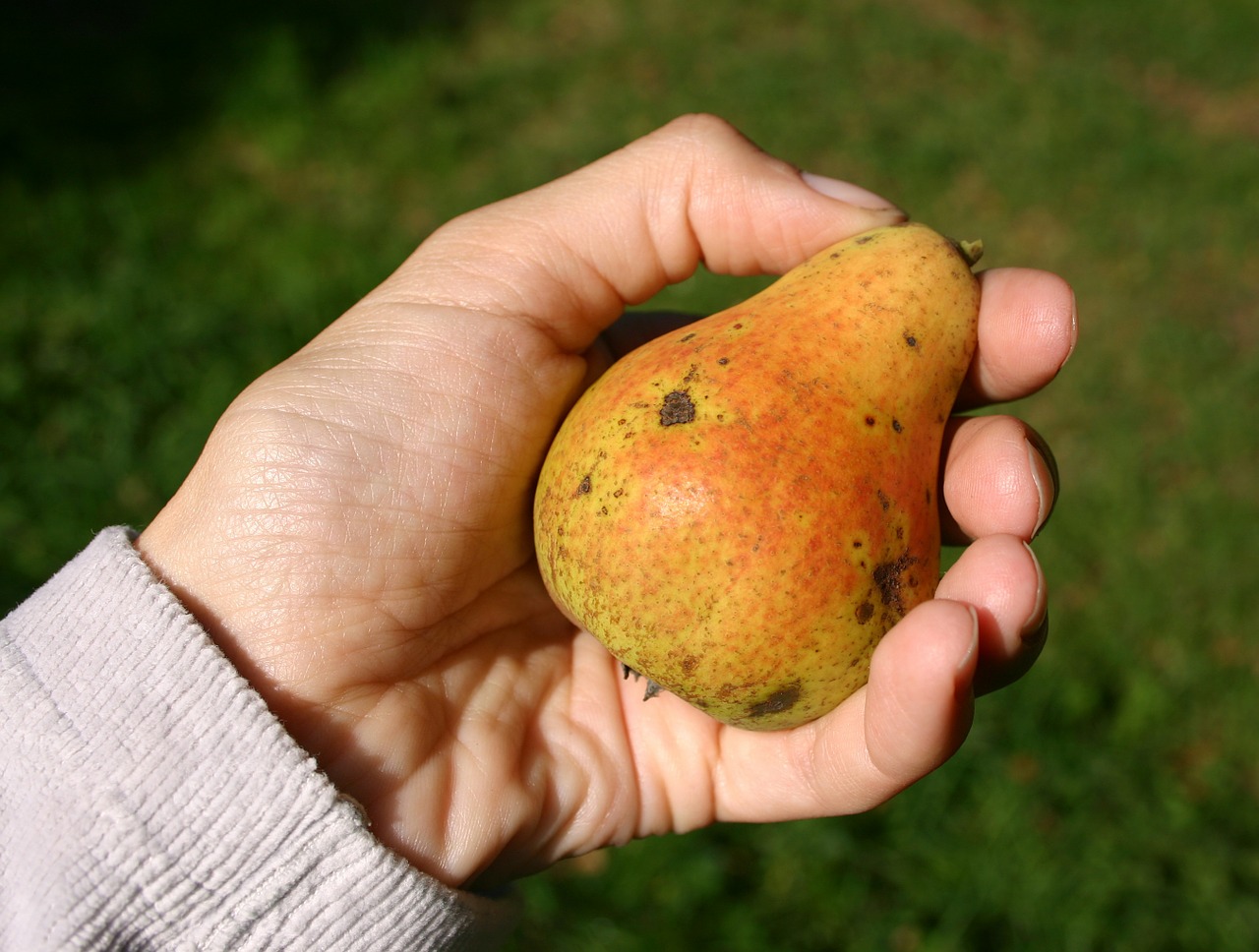 pear fruit orchard free photo