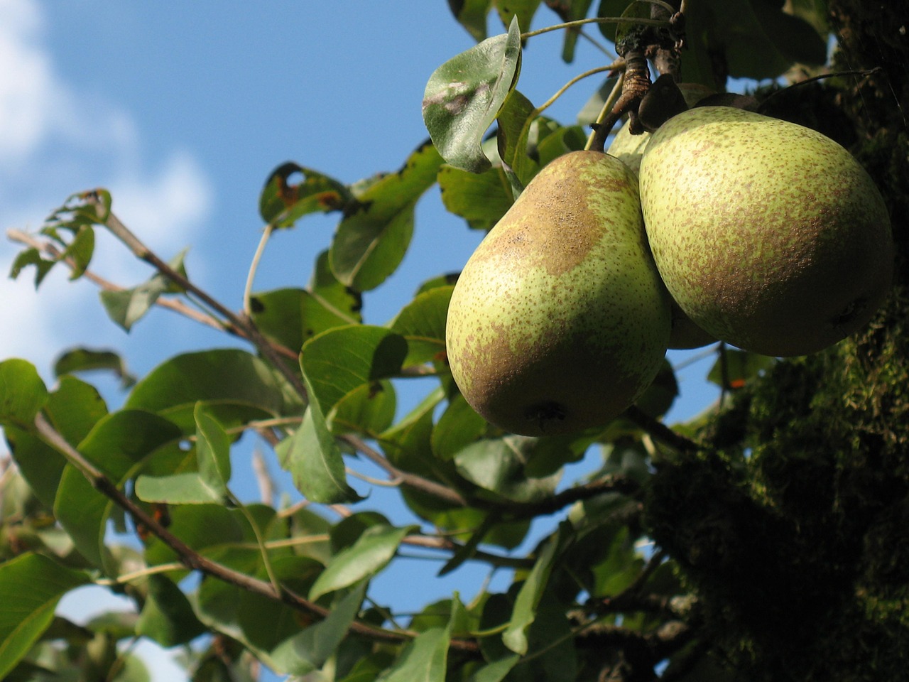 pear pear tree fruit free photo