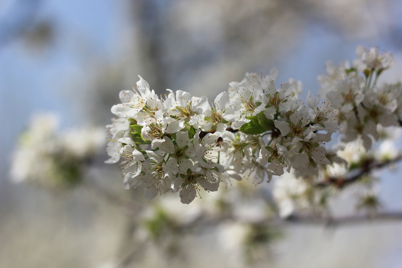 pear woods spring free photo