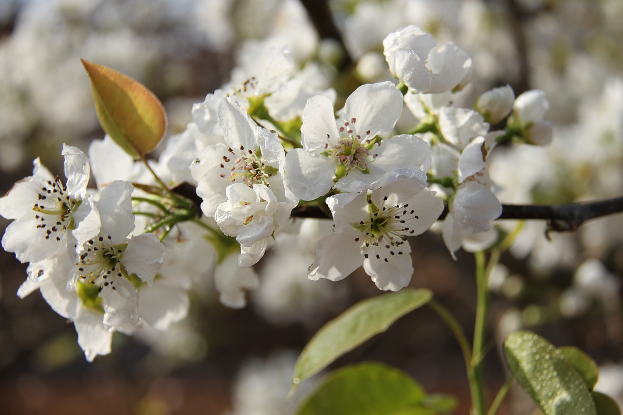 pear fruit trees orchard free photo