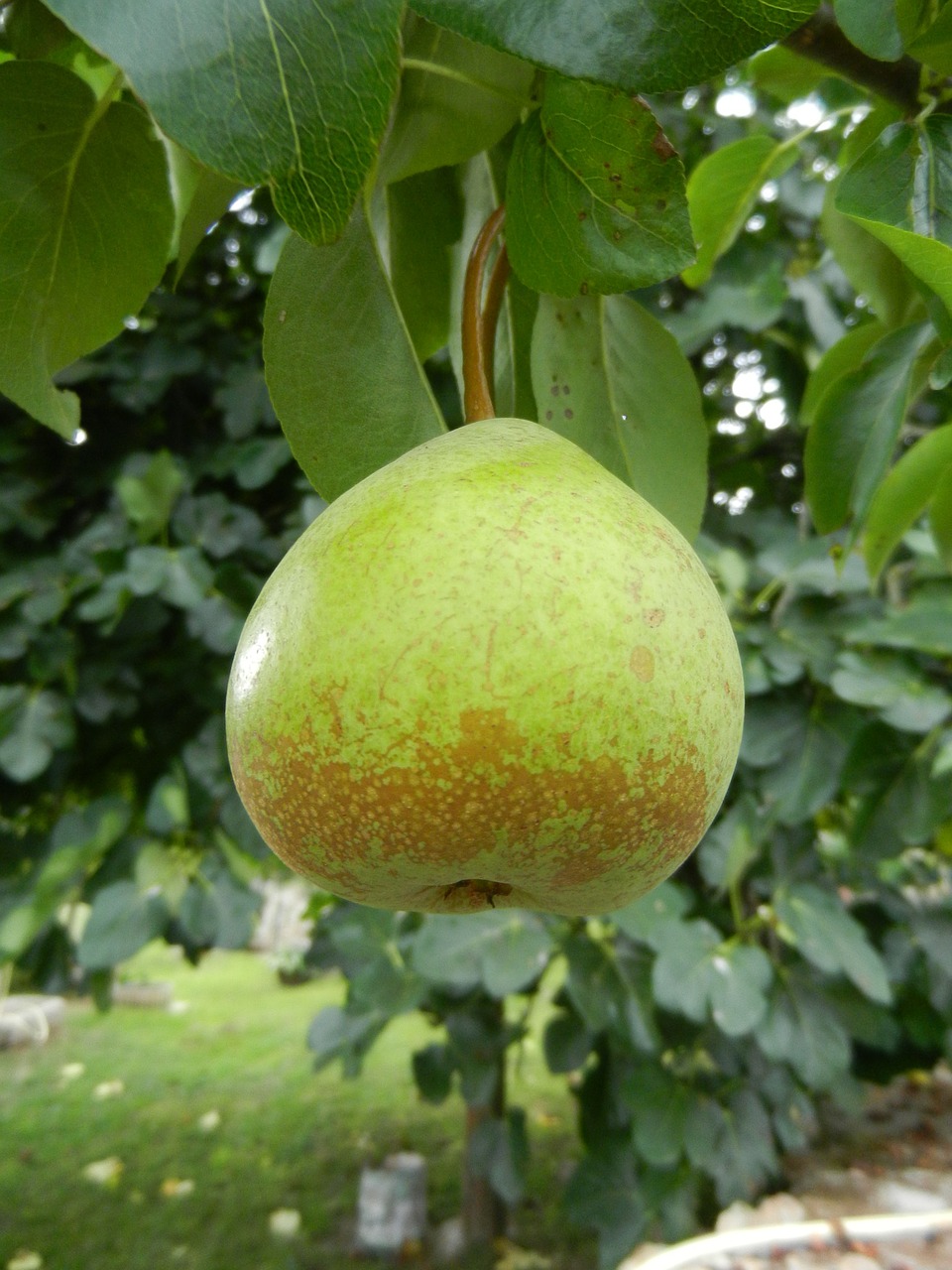 pear fruit orchard free photo