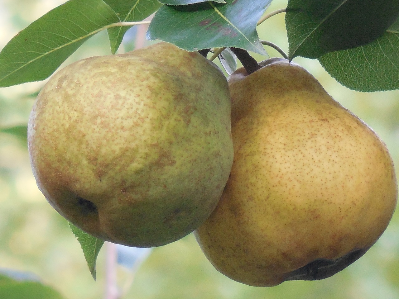 pears fruit fresh free photo