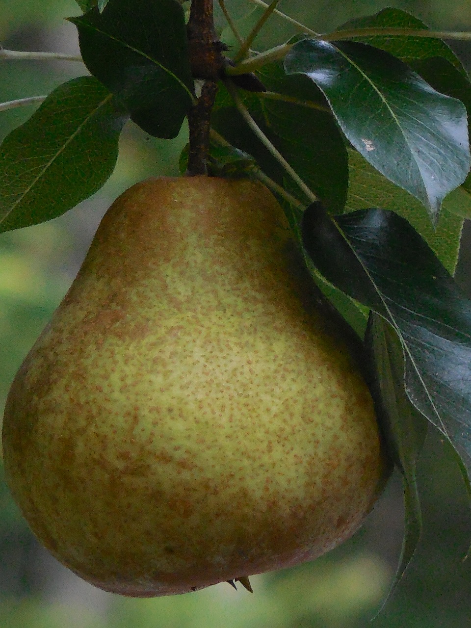 pear fruit fresh free photo