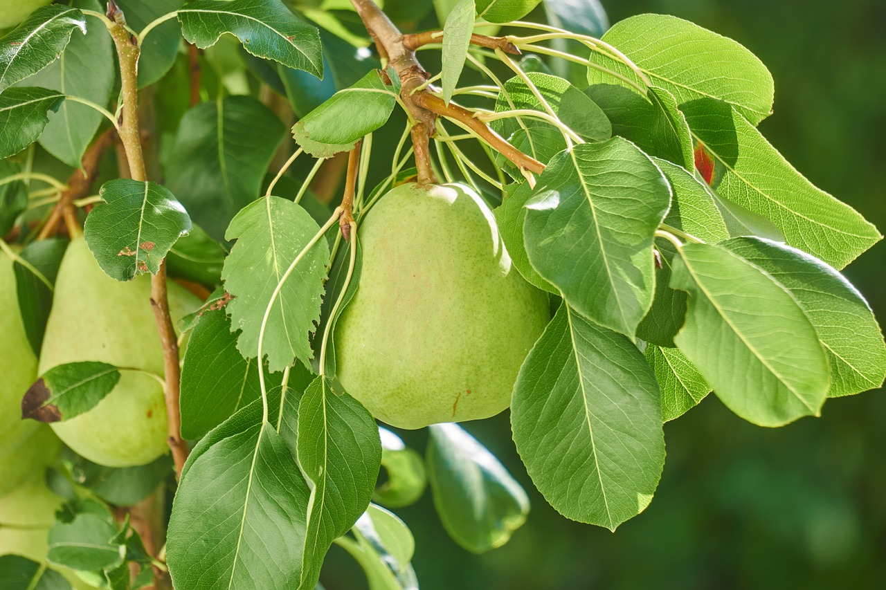 pear fruit nature free photo