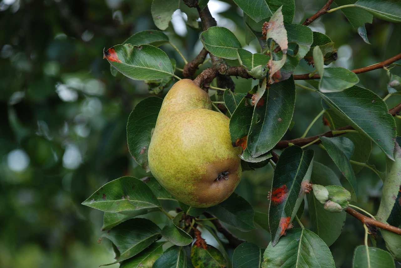 pear tree fruit free photo