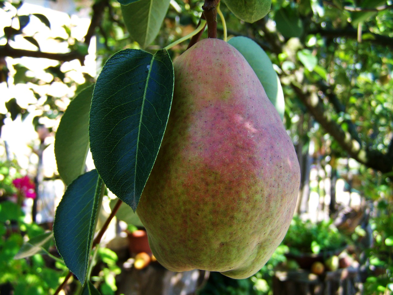 pear fruit food free photo