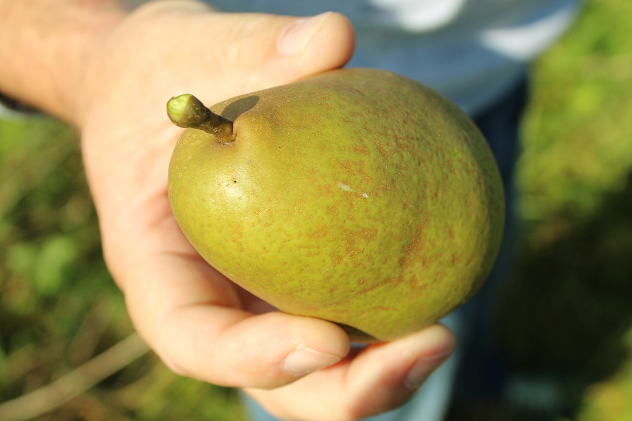 pear hand fruit free photo