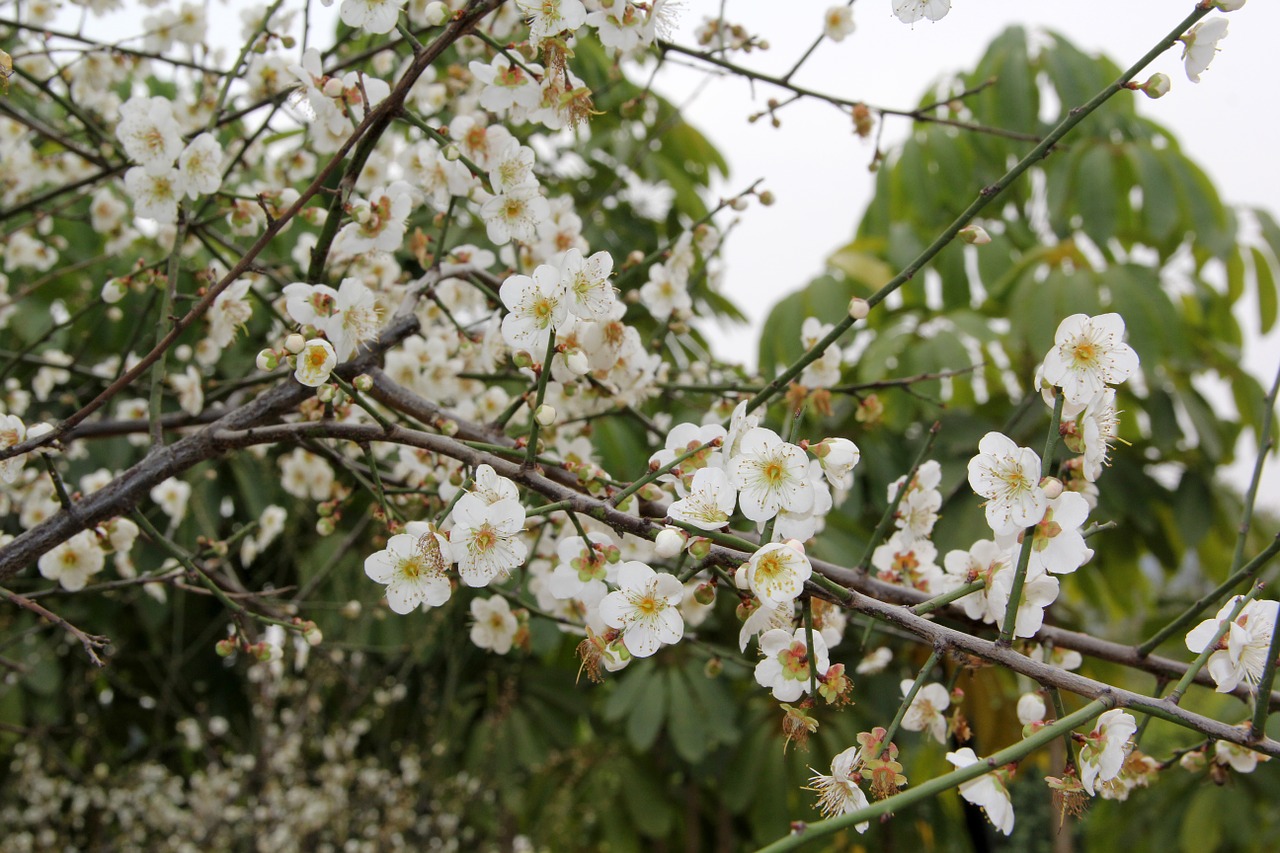 pear luogang hornsey sea of flowers free photo