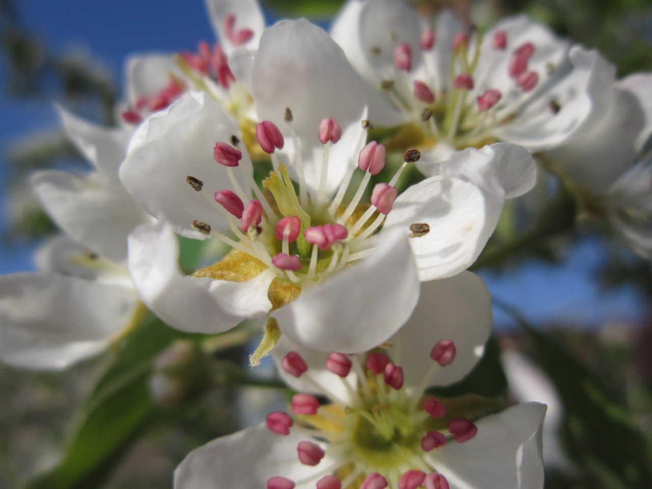 pear blossom pear blossom free photo