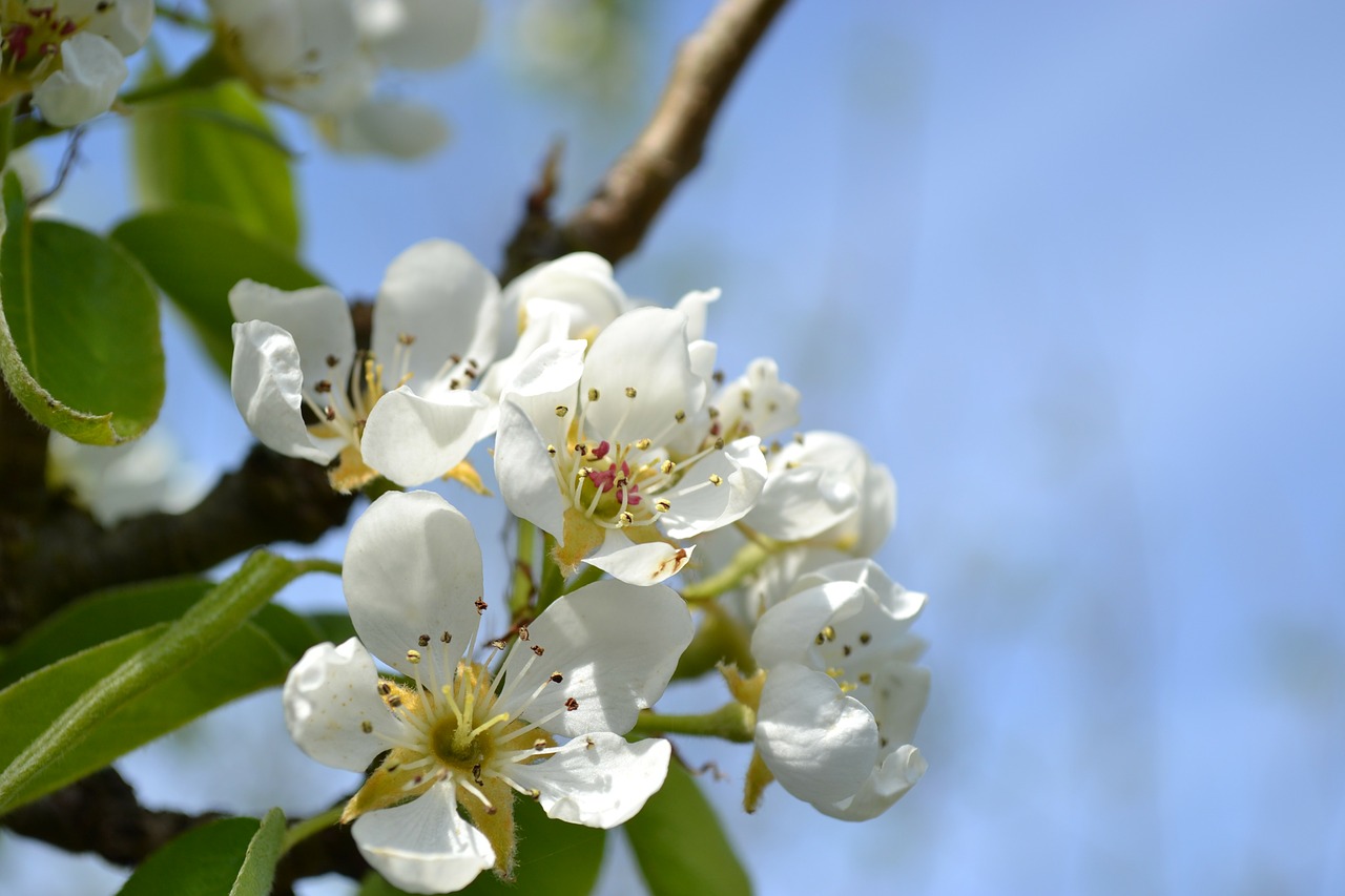 pear blossom flower spring free photo