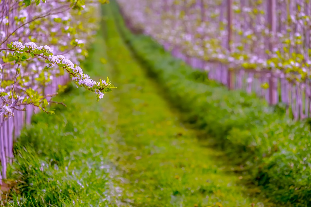 pear blossom  spring  fruit free photo