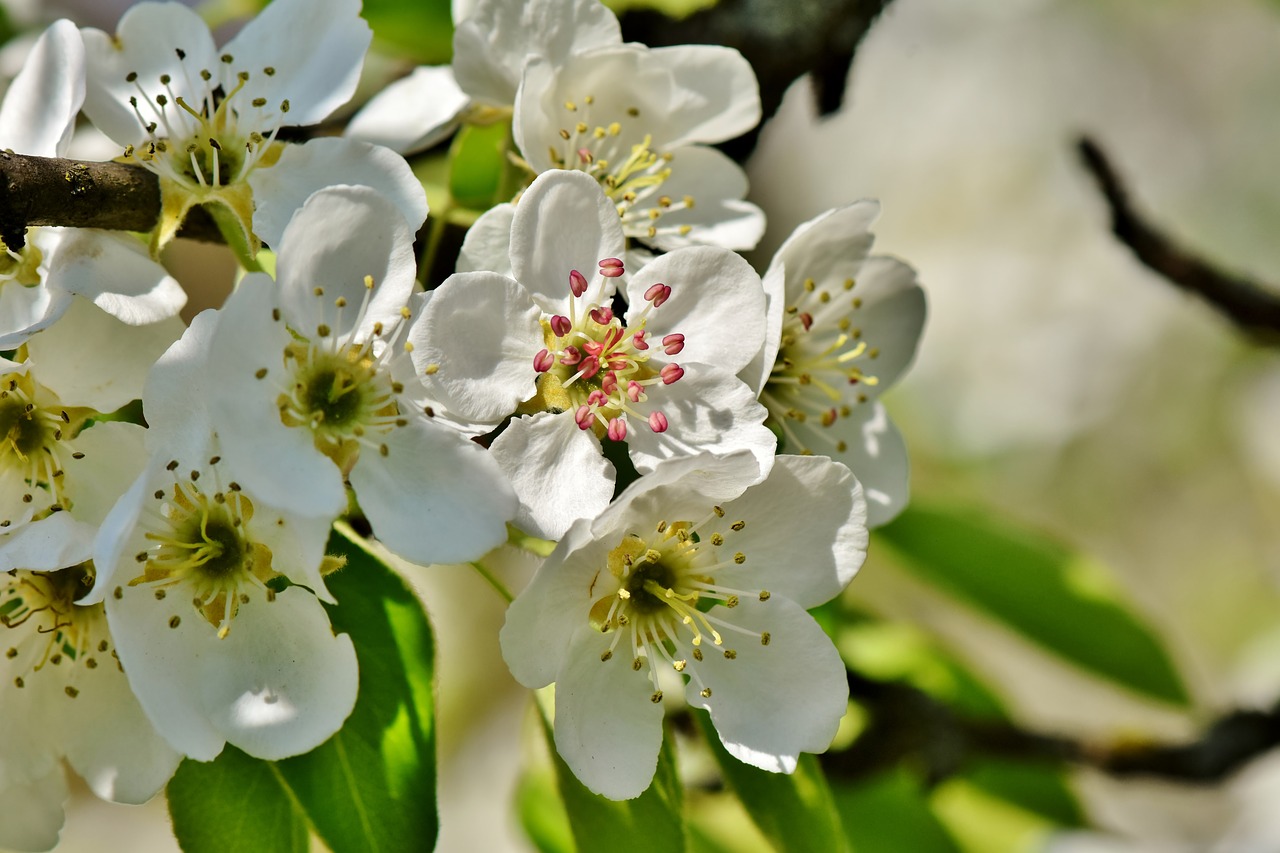 pear blossom  pear  blossom free photo