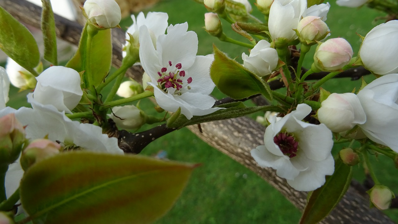 pear blossom  blossom  pear free photo