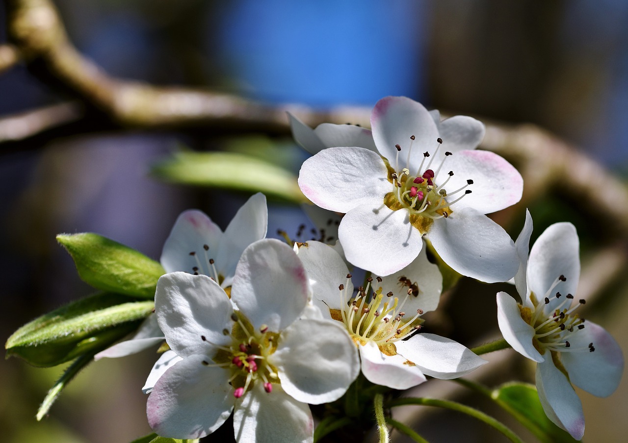 pear blossom  pear  blossom free photo